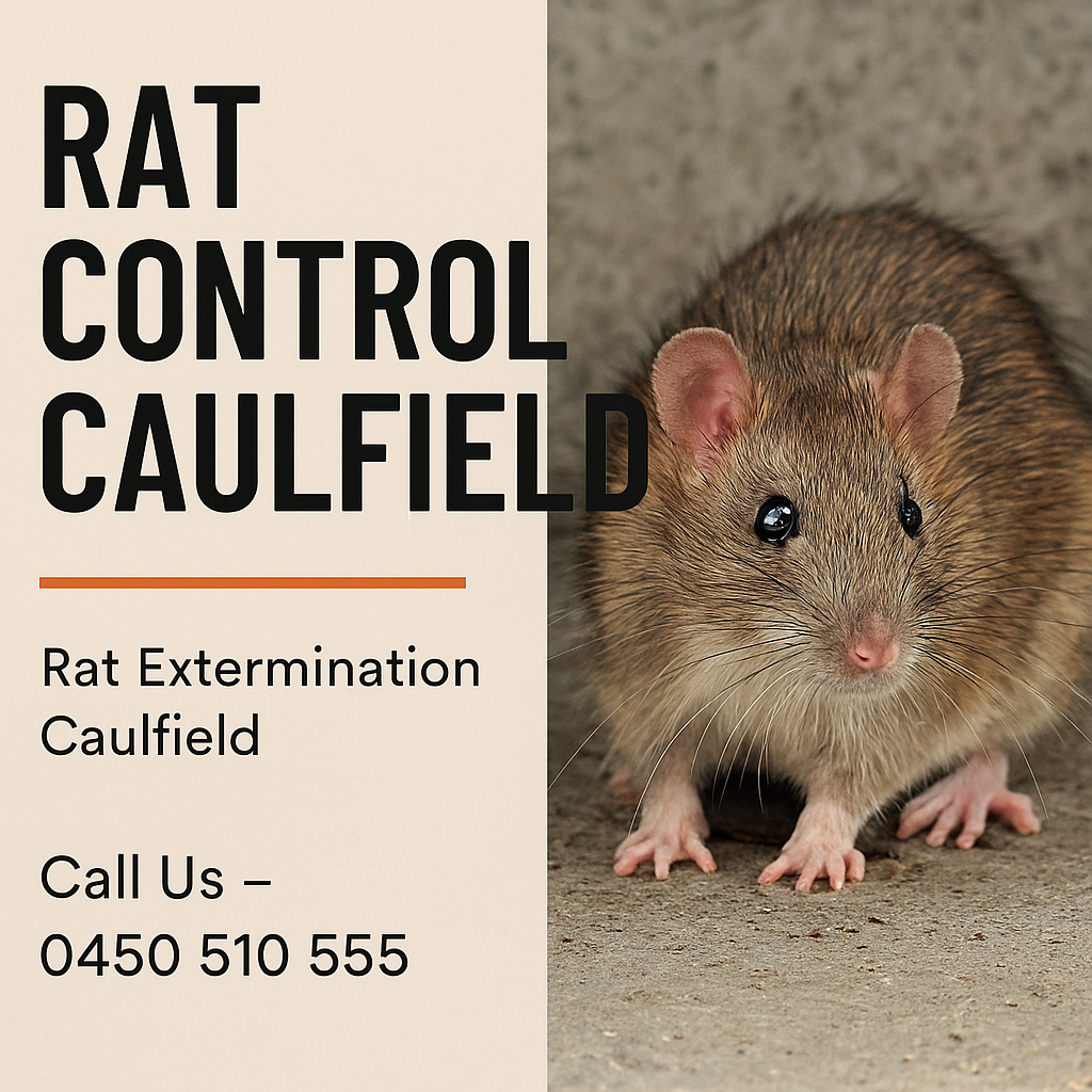 Why Choose Professional for Rat Control Caulfield
